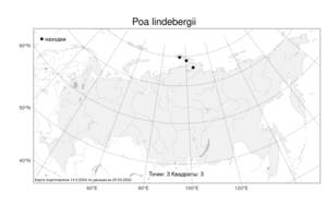Poa lindebergii, Мятлик Линдеберга Tzvelev, Атлас флоры России (FLORUS) (Россия)