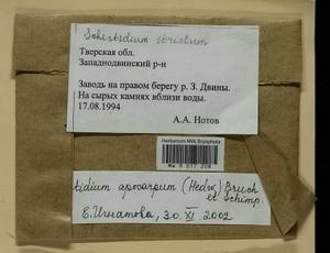 Schistidium apocarpum (Hedw.) Bruch & Schimp., Гербарий мохообразных, Мхи - Центральное Нечерноземье (B6) (Россия)