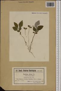 Aria edulis (Willd.) M. Roem., Западная Европа (EUR) (Польша)