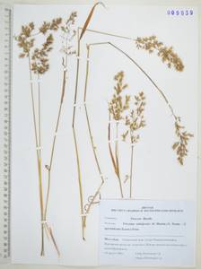 Koeleria subalpestris (Hartm.) Barberá, Quintanar, Soreng & P.M.Peterson, Сибирь, Дальний Восток (S6) (Россия)
