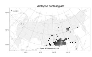Arctopoa subfastigiata, Арктомятлик широкометельчатый (Trin.) Prob., Атлас флоры России (FLORUS) (Россия)