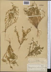 Торичник приморский, Торичник морской (L.) Besser, Средняя Азия и Казахстан, Муюнкумы, Прибалхашье и Бетпак-Дала (M9) (Казахстан)