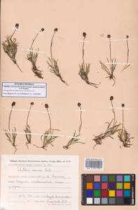 Тофильдия ярко-красная Richardson, Сибирь, Чукотка и Камчатка (S7) (Россия)