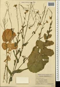 Brassica rapa subsp. sylvestris (L.) Janch., Крым (KRYM) (Россия)