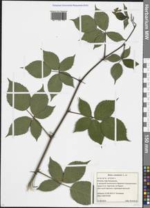 Ежевика канадская L., Восточная Европа, Московская область и Москва (E4a) (Россия)