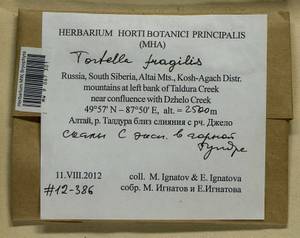 Tortella fragilis (Drumm.) Limpr., Гербарий мохообразных, Мхи - Западная Сибирь (включая Алтай) (B15) (Россия)