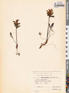 Мытник головчатый Adams, Сибирь, Чукотка и Камчатка (S7) (Россия)