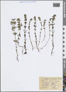 Euphrasia × vernalis List, Восточная Европа, Средневолжский район (E8) (Россия)