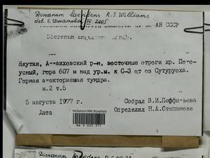Dicranum laevidens R.S. Williams, Гербарий мохообразных, Мхи - Якутия (B19) (Россия)