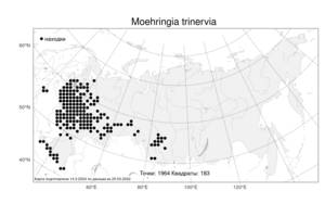 Moehringia trinervia, Мерингия трехжилковая (L.) Clairv., Атлас флоры России (FLORUS) (Россия)