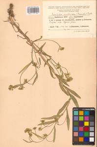 Жерушник австрийский (Crantz) Besser, Восточная Европа, Нижневолжский район (E9) (Россия)