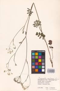 Бедренец камнеломковый, Бедренец-камнеломка L., Восточная Европа, Западно-Украинский район (E13) (Украина)