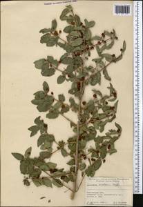 Жимолость Королькова Stapf, Средняя Азия и Казахстан, Памир и Памиро-Алай (M2) (Киргизия)