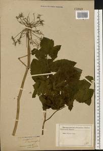 Дудник лекарственный, Дягиль лекарственный L., Восточная Европа, Центральный лесостепной район (E6) (Россия)