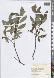 Ива филиколистная L., Восточная Европа, Северный район (E1) (Россия)