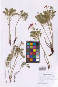 Молочай кипарисовый L., Восточная Европа, Московская область и Москва (E4a) (Россия)