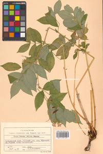 Горошек разветвленный (Maxim.) Ohwi, Сибирь, Дальний Восток (S6) (Россия)