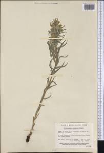 Lithospermum ruderale Douglas ex Lehm., Америка (AMER) (Канада)