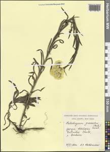 Цмин пахучий, Цмин душистый (M.Bieb.) Sweet, Кавказ, Грузия (K4) (Грузия)