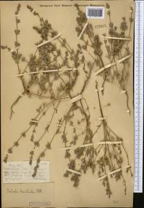 Pyankovia brachiata (Pall.) Akhani & Roalson, Средняя Азия и Казахстан, Муюнкумы, Прибалхашье и Бетпак-Дала (M9) (Казахстан)