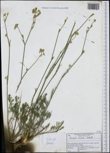Seseli montanum subsp. tommasinii (Rchb.fil.) Arcang., Западная Европа (EUR) (Италия)
