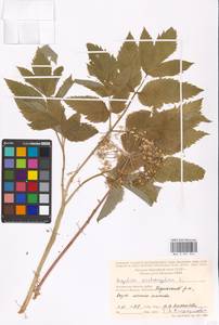 Дудник лекарственный, Дягиль лекарственный L., Восточная Европа, Московская область и Москва (E4a) (Россия)