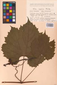 Vitis riparia Michx., Восточная Европа, Центральный лесостепной район (E6) (Россия)