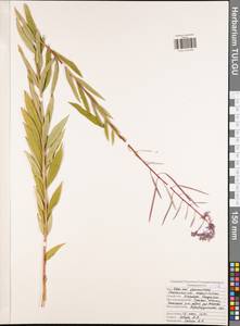 Иван-чай узколистный (L.) Scop., Восточная Европа, Центральный район (E4) (Россия)