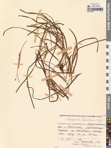 Ежеголовник северный  Laest. ex Beurl., Сибирь, Чукотка и Камчатка (S7) (Россия)