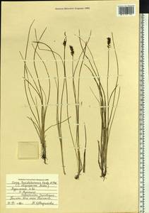 Осока малосемянная Michx., Сибирь, Дальний Восток (S6) (Россия)