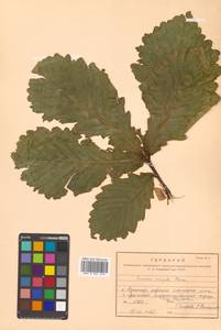 Quercus mongolica var. crispula (Blume) H.Ohashi, Сибирь, Дальний Восток (S6) (Россия)