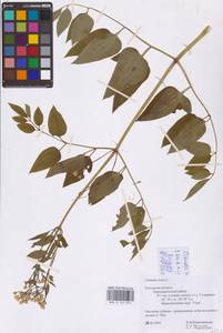 Ломонос прямой L., Восточная Европа, Центральный район (E4) (Россия)