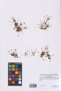 Лужница водяная L., Восточная Европа, Московская область и Москва (E4a) (Россия)