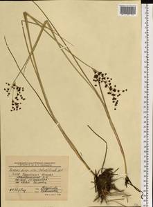 Ситник альпийскочленистый Chaix, Восточная Европа, Белоруссия (E3a) (Белоруссия)