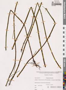 Хвощ приречный, Хвощ топяной L., Сибирь, Чукотка и Камчатка (S7) (Россия)