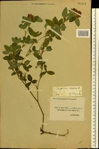 Клевер средний L., Восточная Европа, Центральный лесостепной район (E6) (Россия)