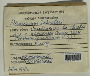 Pleurozium schreberi (Willd. ex Brid.) Mitt., Гербарий мохообразных, Мхи - Архангельская и Вологодская области, Коми, Ненецкий АО (B7) (Россия)