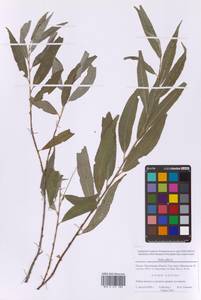 Ива белая, Ветла L., Восточная Европа, Московская область и Москва (E4a) (Россия)