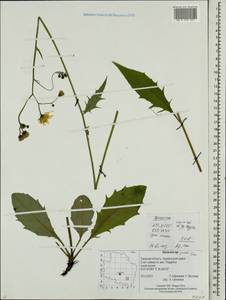 Hieracium lachenalii subsp. deductum (Sudre) Greuter, Восточная Европа, Северо-Западный район (E2) (Россия)