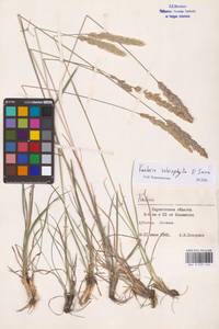 Koeleria macrantha subsp. macrantha, Восточная Европа, Нижневолжский район (E9) (Россия)