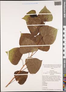 Populus ×canadensis Moench, Восточная Европа, Московская область и Москва (E4a) (Россия)