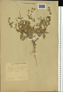 Rhamphospermum arvense (L.) Andrz. ex Besser, Восточная Европа, Центральный лесостепной район (E6) (Россия)
