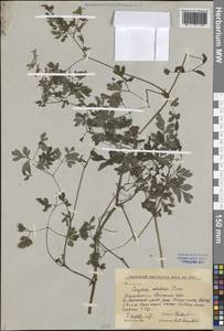 Хохлатка охотская Turcz., Сибирь, Дальний Восток (S6) (Россия)