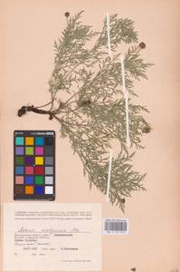 Горицвет волжский, Адонис волжский DC., Восточная Европа, Нижневолжский район (E9) (Россия)