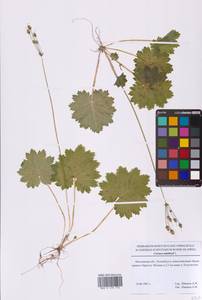 Primula matthioli subsp. matthioli, Восточная Европа, Московская область и Москва (E4a) (Россия)