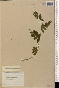 Горошек заборный L., Кавказ, Ставропольский край, Карачаево-Черкесия, Кабардино-Балкария (K1b) (Россия)