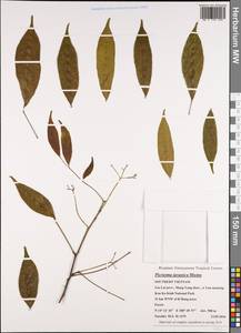 Picrasma javanica Bl., Зарубежная Азия (ASIA) (Вьетнам)