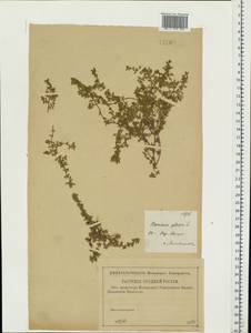 Грыжник голый L., Восточная Европа, Центральный район (E4) (Россия)