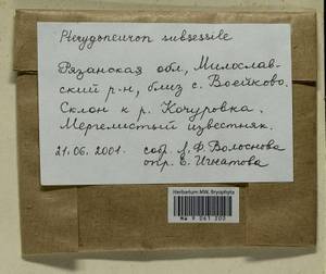 Pterygoneurum subsessile (Brid.) Jur., Гербарий мохообразных, Мхи - Центральное Нечерноземье (B6) (Россия)