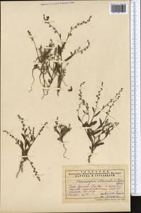 Microparacaryum intermedium subsp. intermedium, Средняя Азия и Казахстан, Сырдарьинские пустыни и Кызылкумы (M7) (Узбекистан)